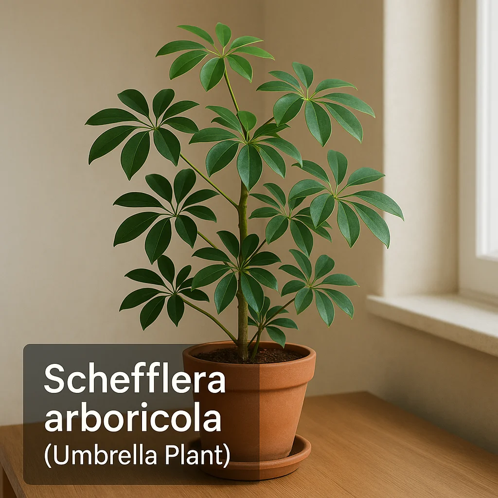 Schefflera arboricola (Umbrella Plant)