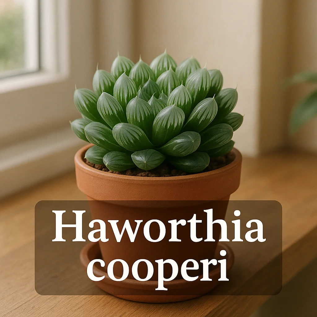 Haworthia cooperi