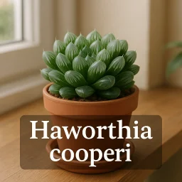 Haworthia Cooperi